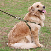 Alloy Buckle Chest And Back Traction Rope