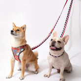 Rainbow Hands-Free Dog Leash